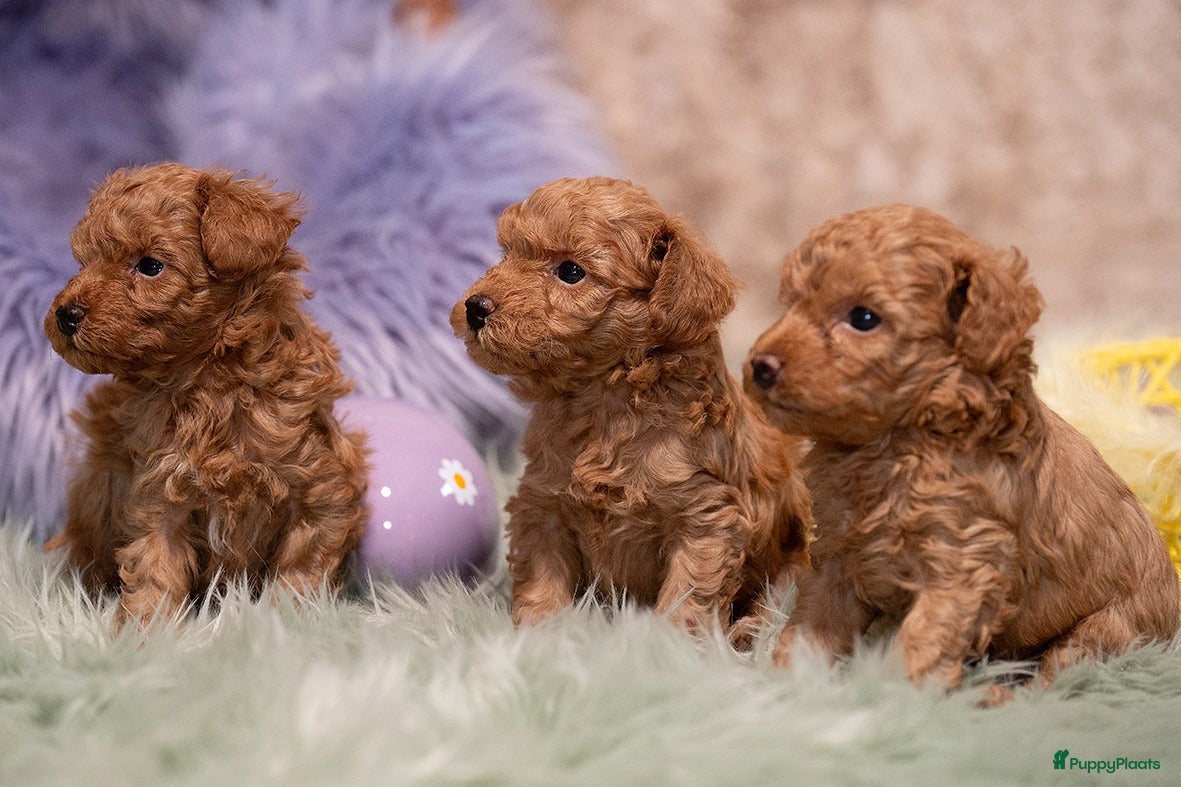 Poedel Toy honden 1 puppy poedel toy te koop - Advertentie 2