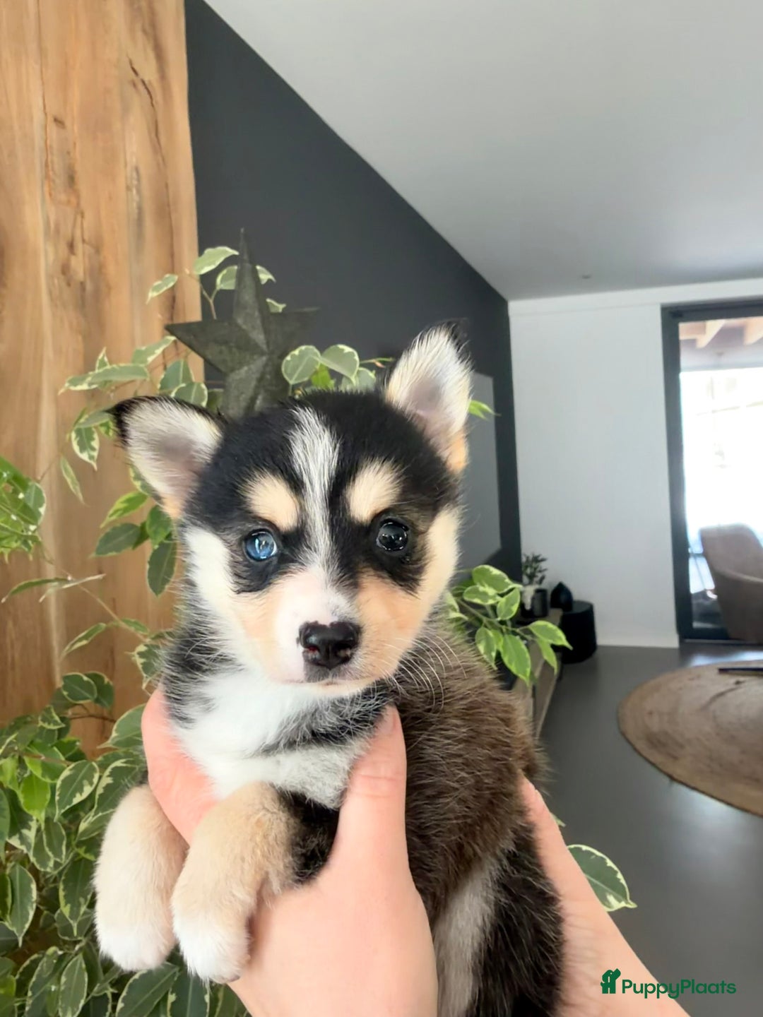 Kruising honden te koop: Prachtige Pomsky pups, in huis opgegroeid - Advertentie 18