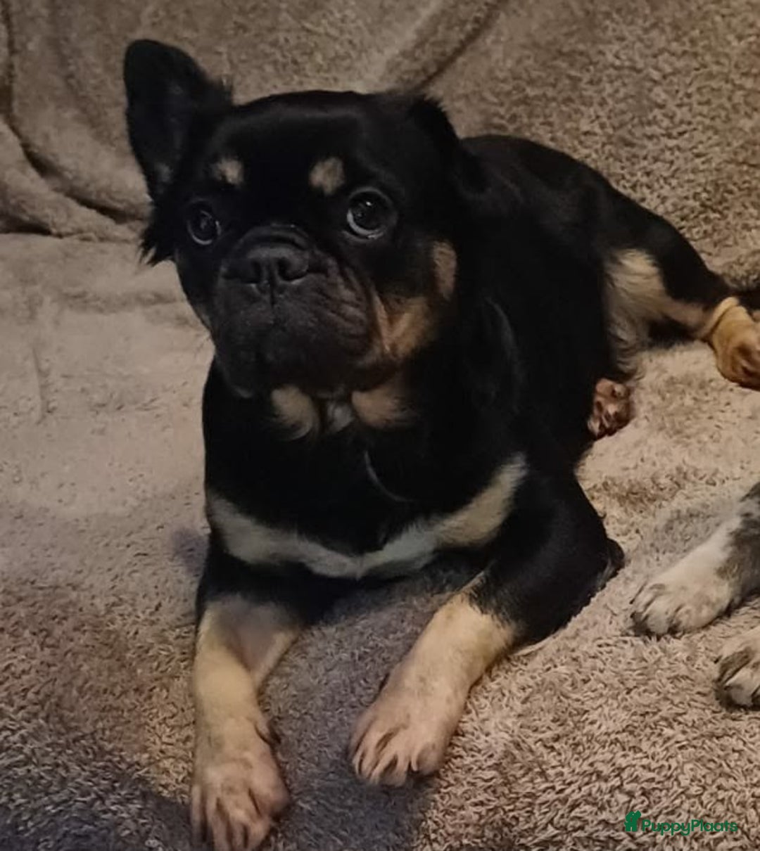 Franse Bulldog honden te koop: nieuwe Nederlandse Franse bulldog  - Advertentie 2