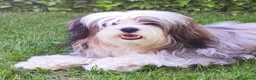 Tibetaanse Terriër honden te koop: Lieve Tibetaanse Terriër pups met stamboom  - Advertentie 5