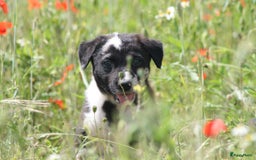Australian Shepherd honden te koop: Kruising Aussi pups  - Afbeelding 10
