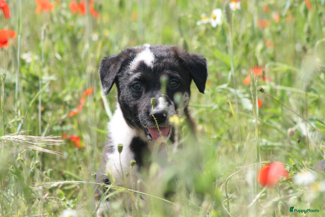 Australian Shepherd honden te koop: Kruising Aussi pups  - Afbeelding 10