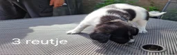 Friese Stabij honden te koop: Sasha en haar puppy's - Advertentie 13