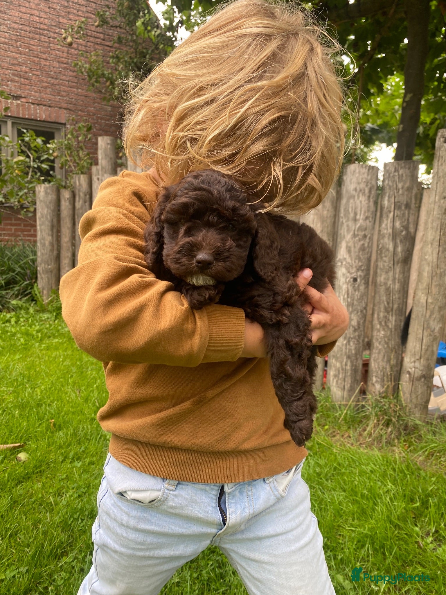 Kruising honden ALF 3! MINI labradoodle pups 🤎🖤 - Advertentie 2