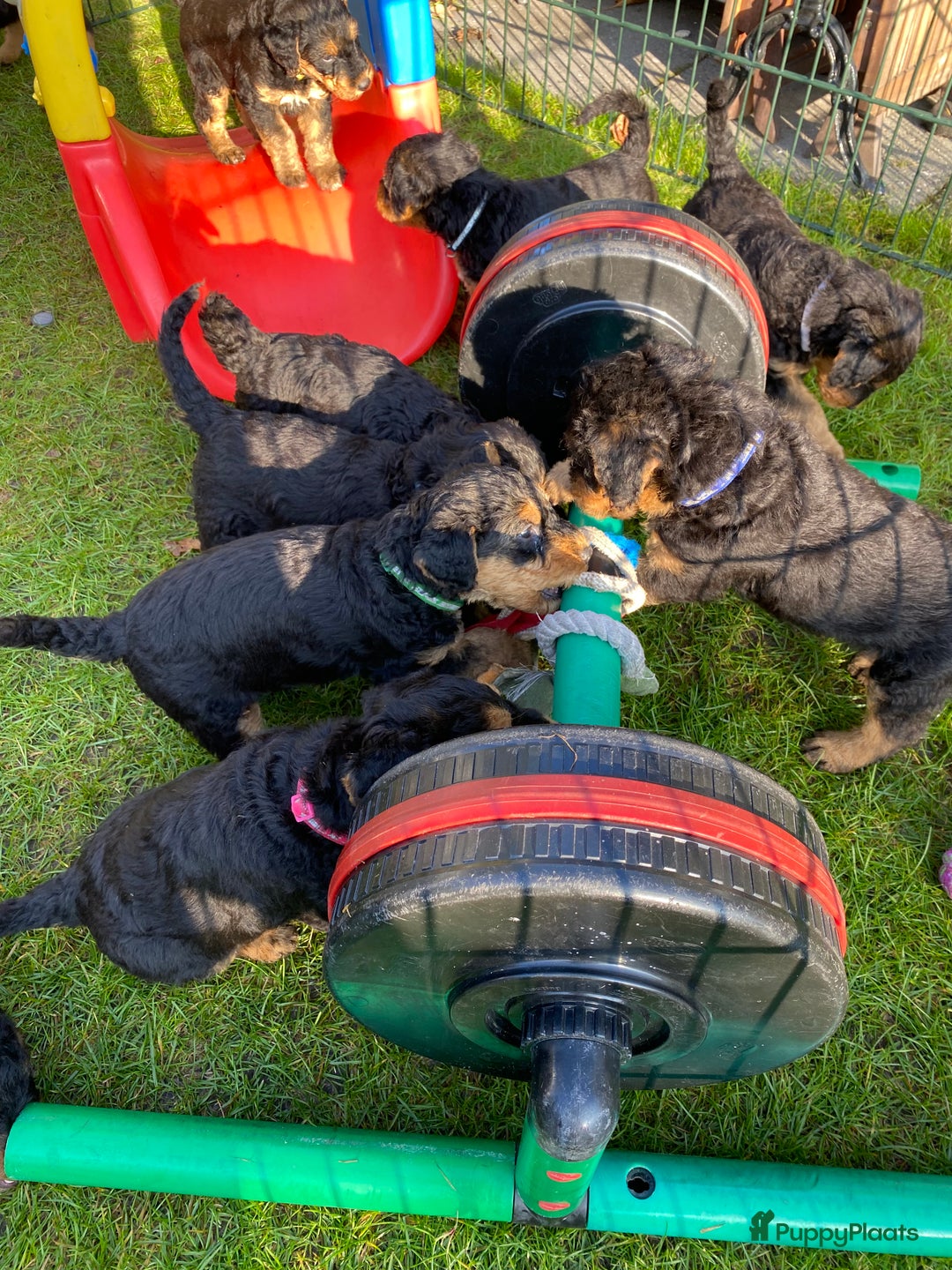 Airedale Terriër honden te koop: Airedale terriër pups  - Advertentie 14
