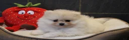 Pomeriaan honden te koop: Pomeriaan pups - Advertentie 11