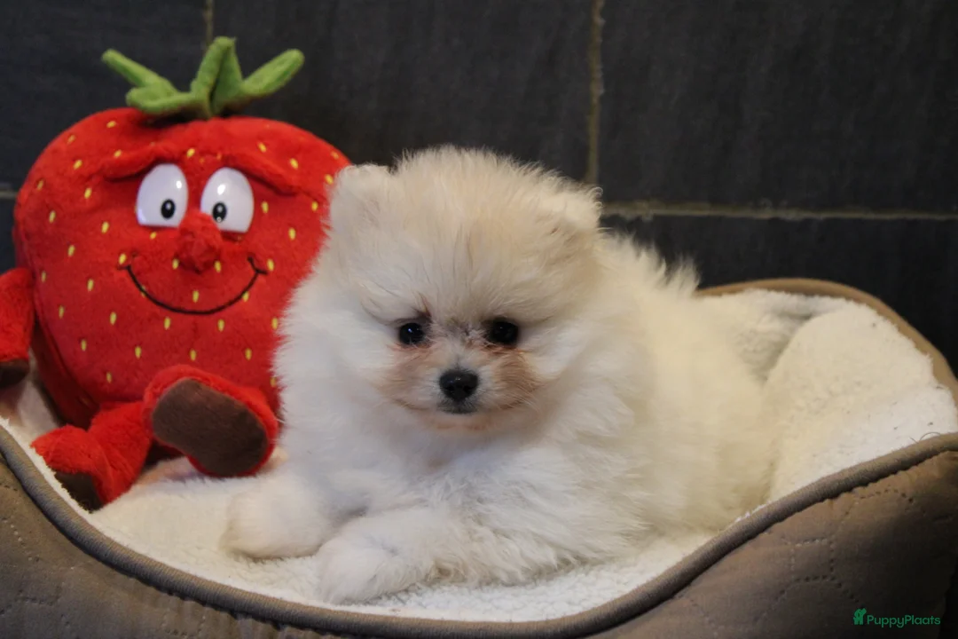 Pomeriaan honden te koop: Pomeriaan pups - Advertentie 11