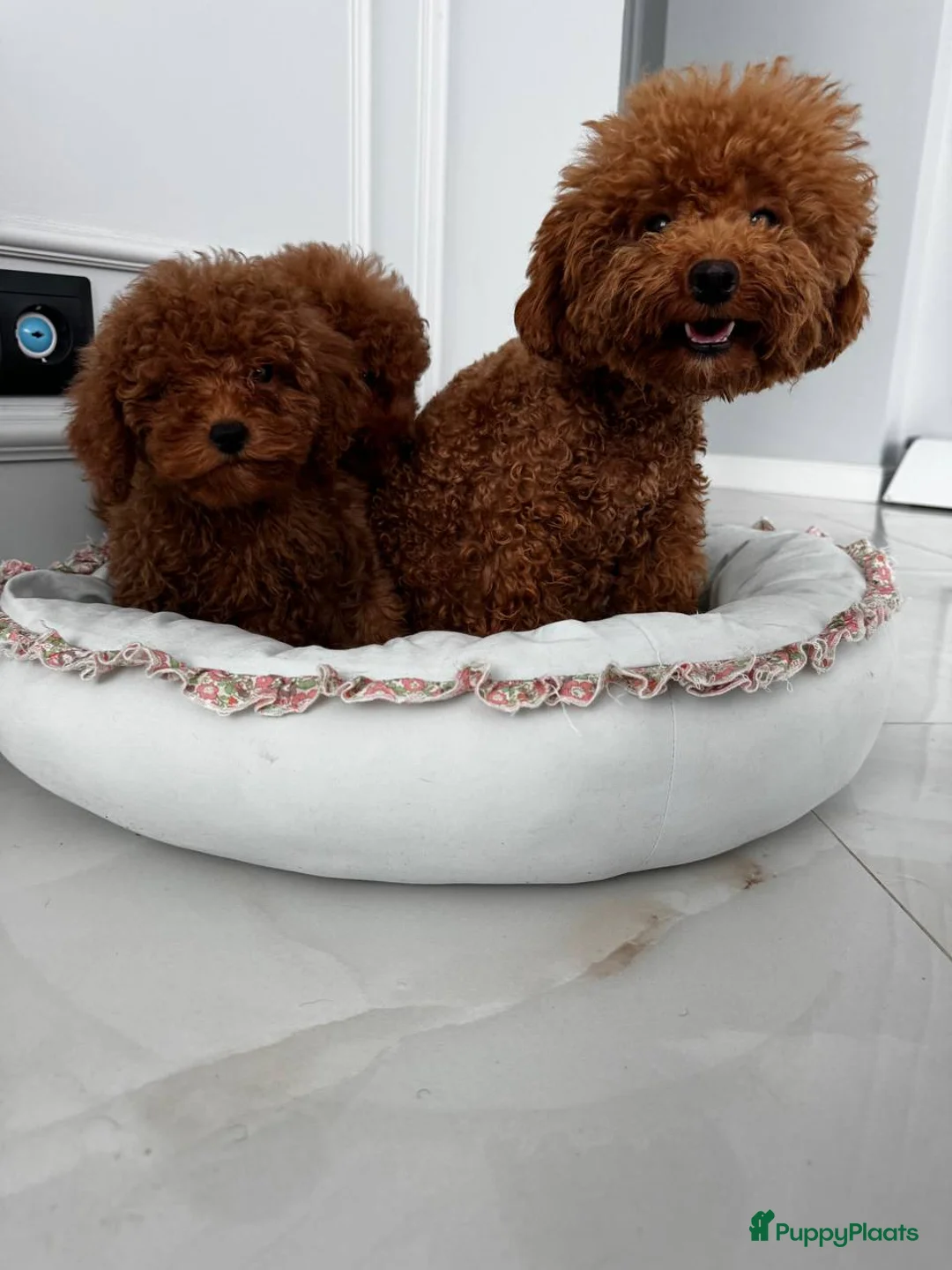 Maltipoo honden te koop: Maltipoo puppy’s.  in Maarssen - Advertentie 2