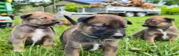 Kruising honden te koop: Prachtige Border Collie x Mechelse Herder pups. F1 - Advertentie 3