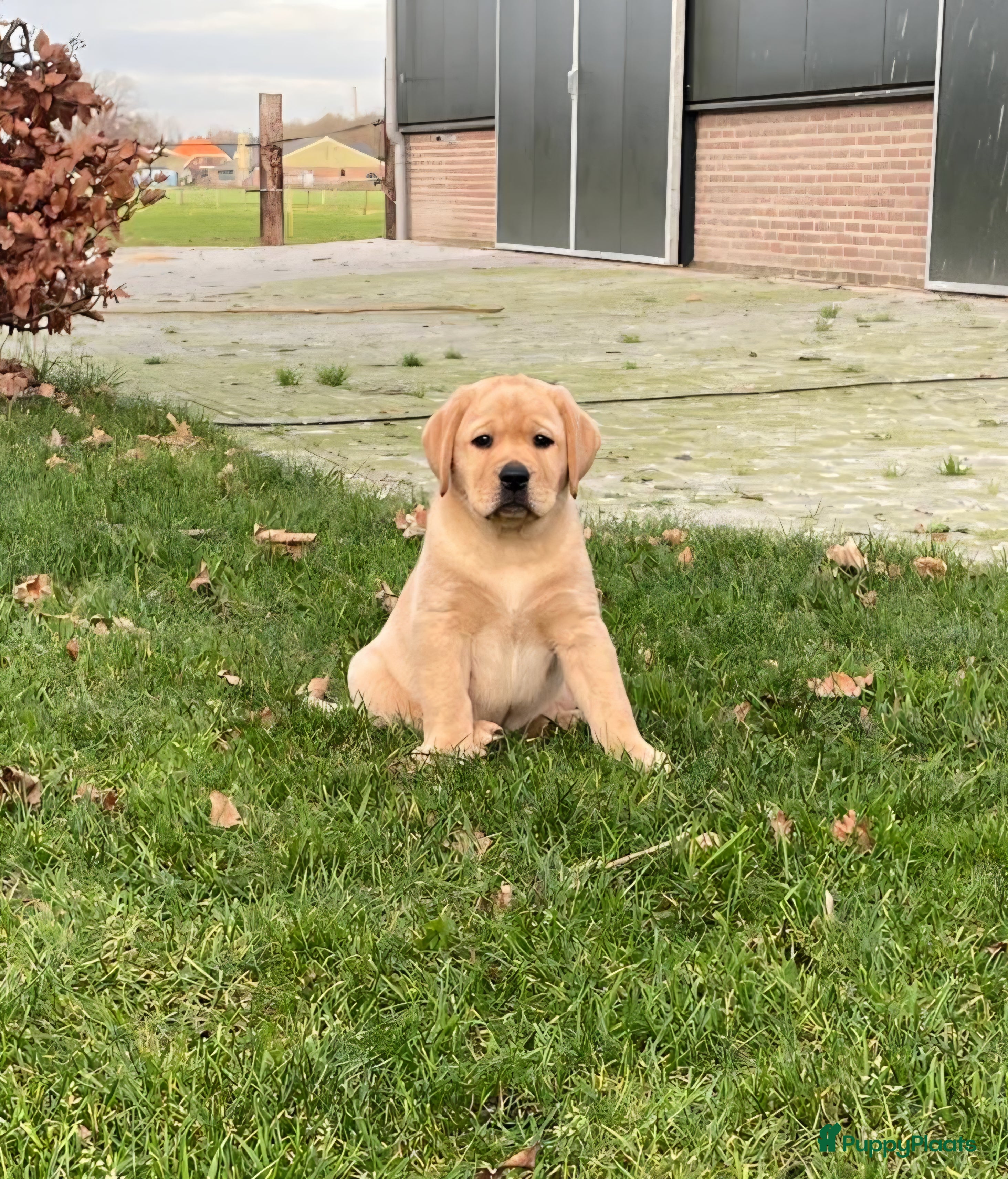 Labrador Retriever honden Mooie labrador teefje - Advertentie 3