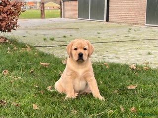 Labrador Retriever honden Mooie labrador teefje - Advertentie 4