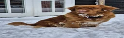 Kruising honden te koop: Australian Toller pups - Advertentie 29