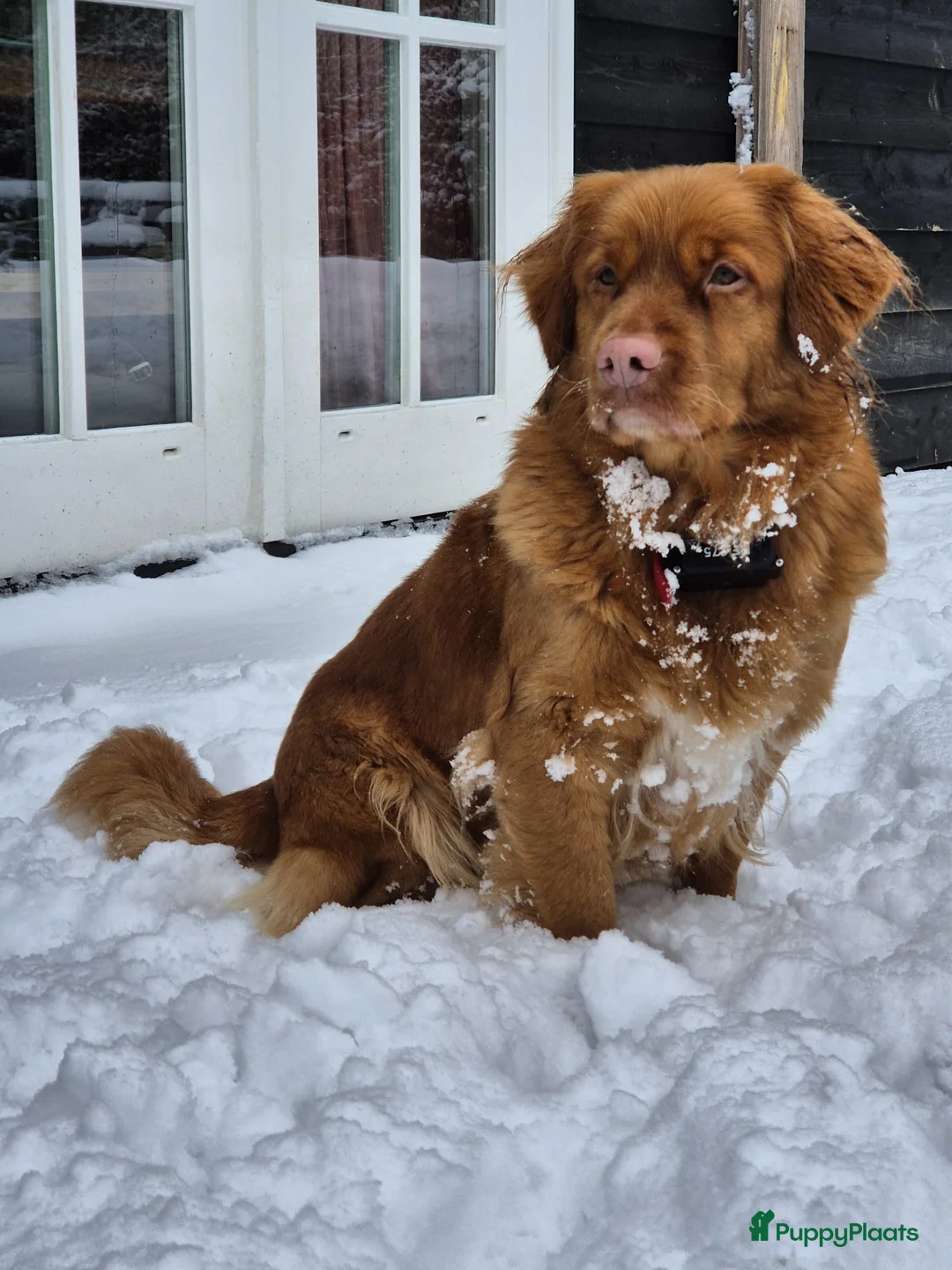 Kruising honden te koop: Australian Toller pups - Advertentie 29