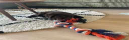 Kruising honden te koop: Friese Stabij X Labrador/Friese Stabij reutje pup - Advertentie 5