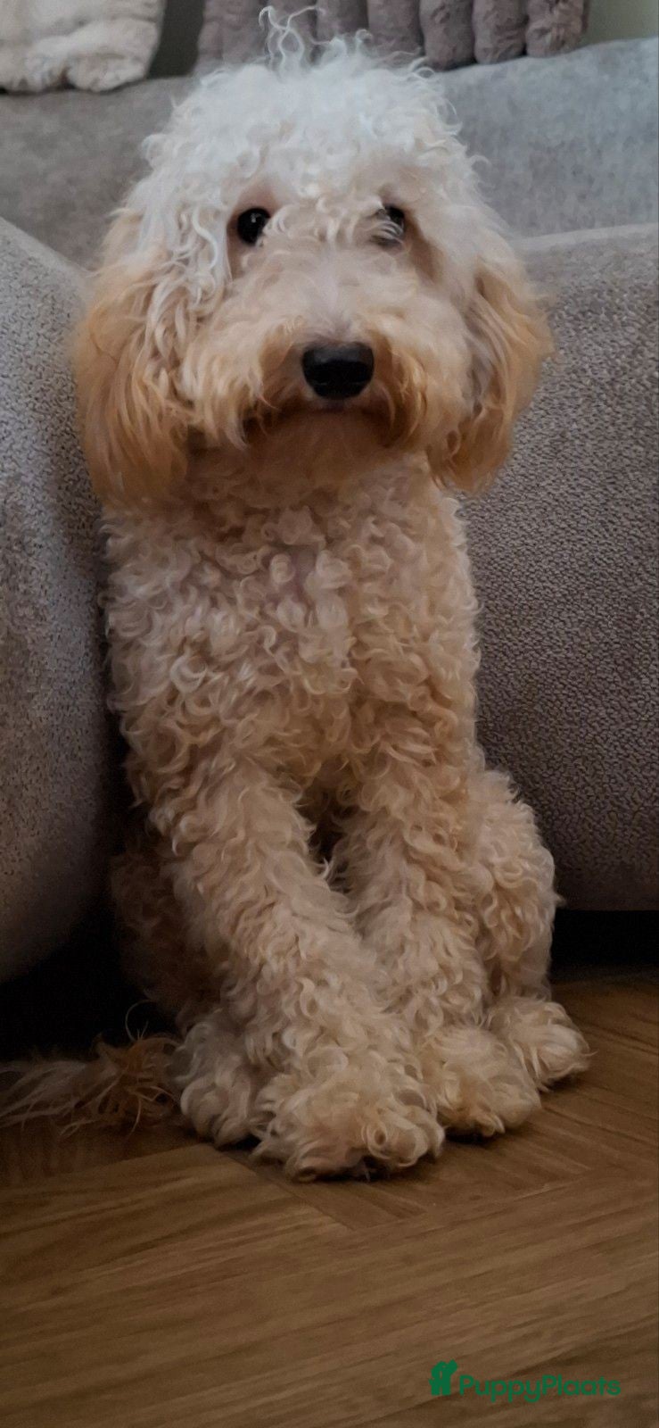 Australian Labradoodle honden 🎀 Prachtig Australian labradoodle teefje 🎀 - Advertentie 2