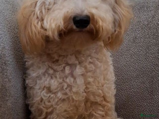 Australian Labradoodle honden 🎀 Prachtig Australian labradoodle teefje 🎀 - Advertentie 4