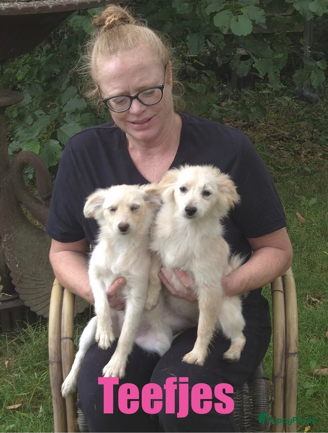 Kruising honden 6 Prachtige BooPom’s, 4 meiden🎀 2 jongens🧢 - Advertentie 2