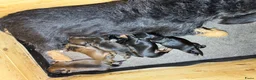 Kruising honden te koop: Teckel pups  - Advertentie 15
