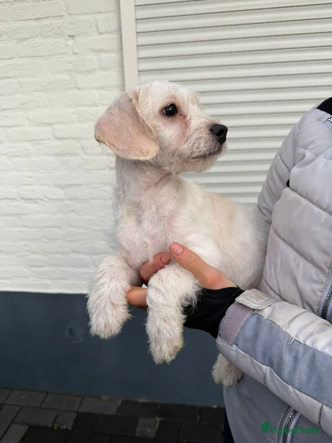 Maltipoo honden te koop: Nog 2 maltipoo reutjes beschikbaar  - Advertentie 11