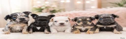Franse Bulldog honden te koop: Franse bulldog pups - Advertentie 1