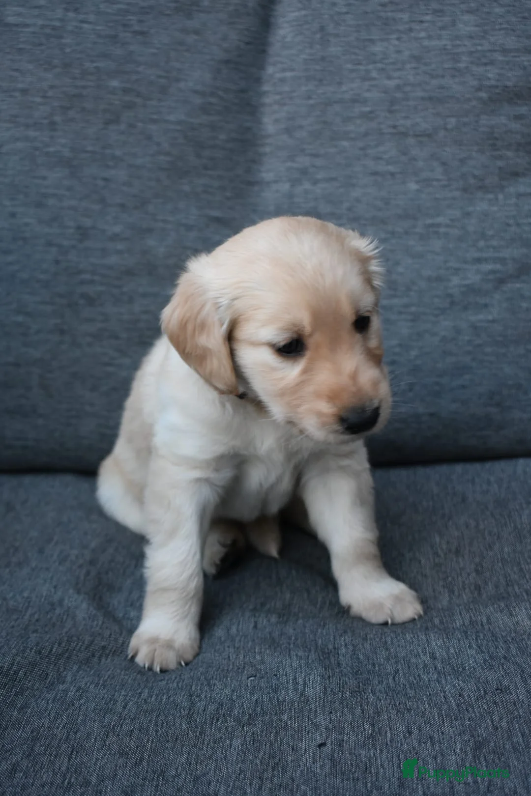 Flatcoated Retriever honden te koop: Flatcoated retriever pups in Coevorden - Advertentie 6