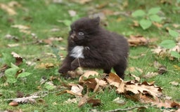 Pomeriaan honden te koop: 6(nog 2)Prachtig gekleurde kleine Pommeriaantjes!  - Advertentie 2