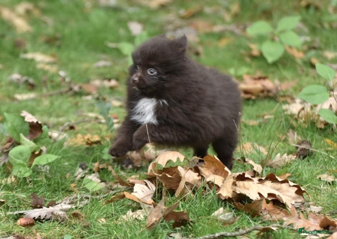 Pomeriaan honden te koop: 6(nog 2)Prachtig gekleurde kleine Pommeriaantjes!  - Advertentie 2