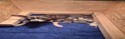 Chihuahua honden te koop: Chihuahua pups in Erp - Advertentie 4