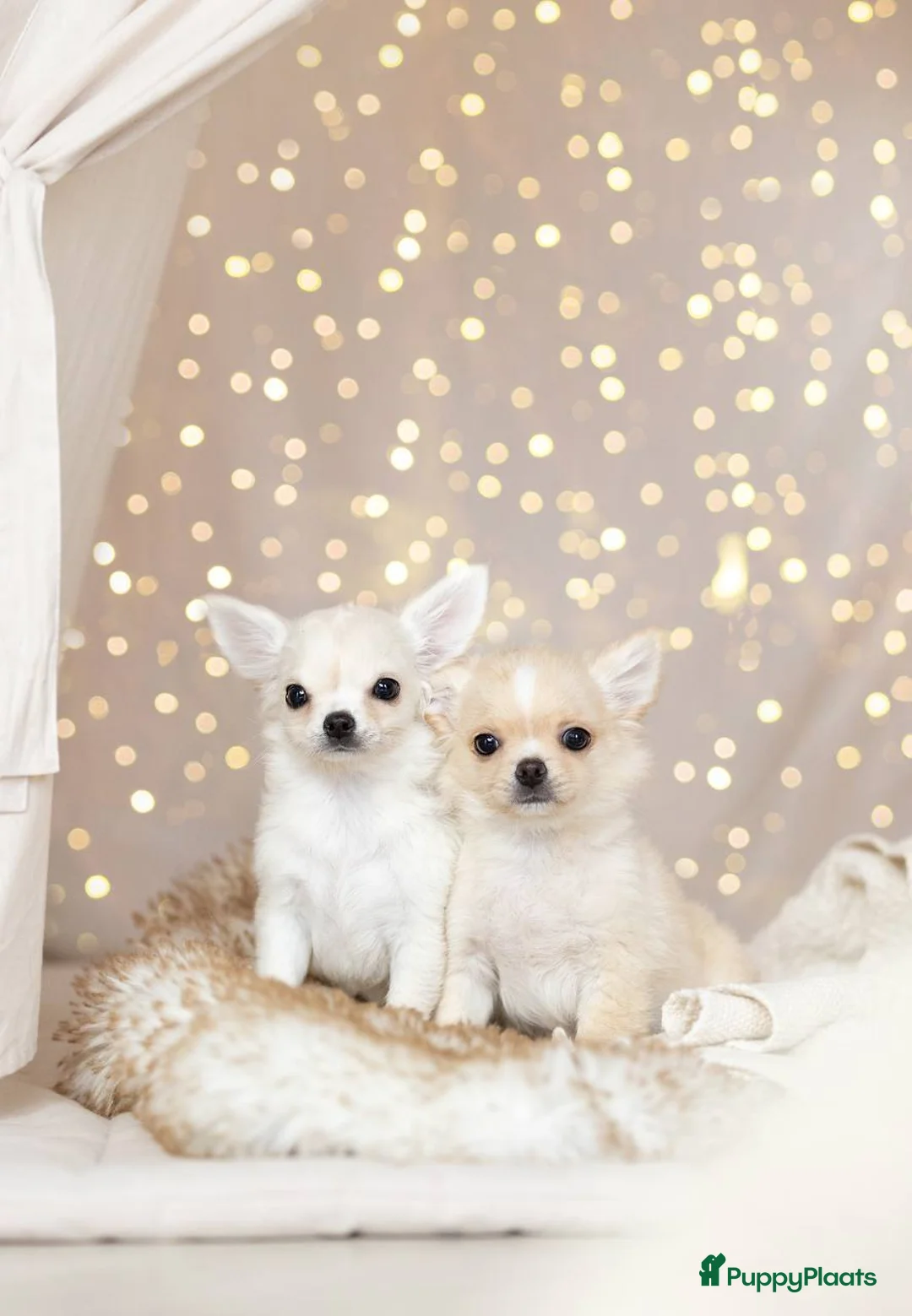 Chihuahua honden te koop: Chihuahua pups in Nieuwerkerk aan den IJssel - Advertentie 4