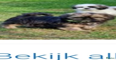 Shih Tzu honden - Advertentie 3
