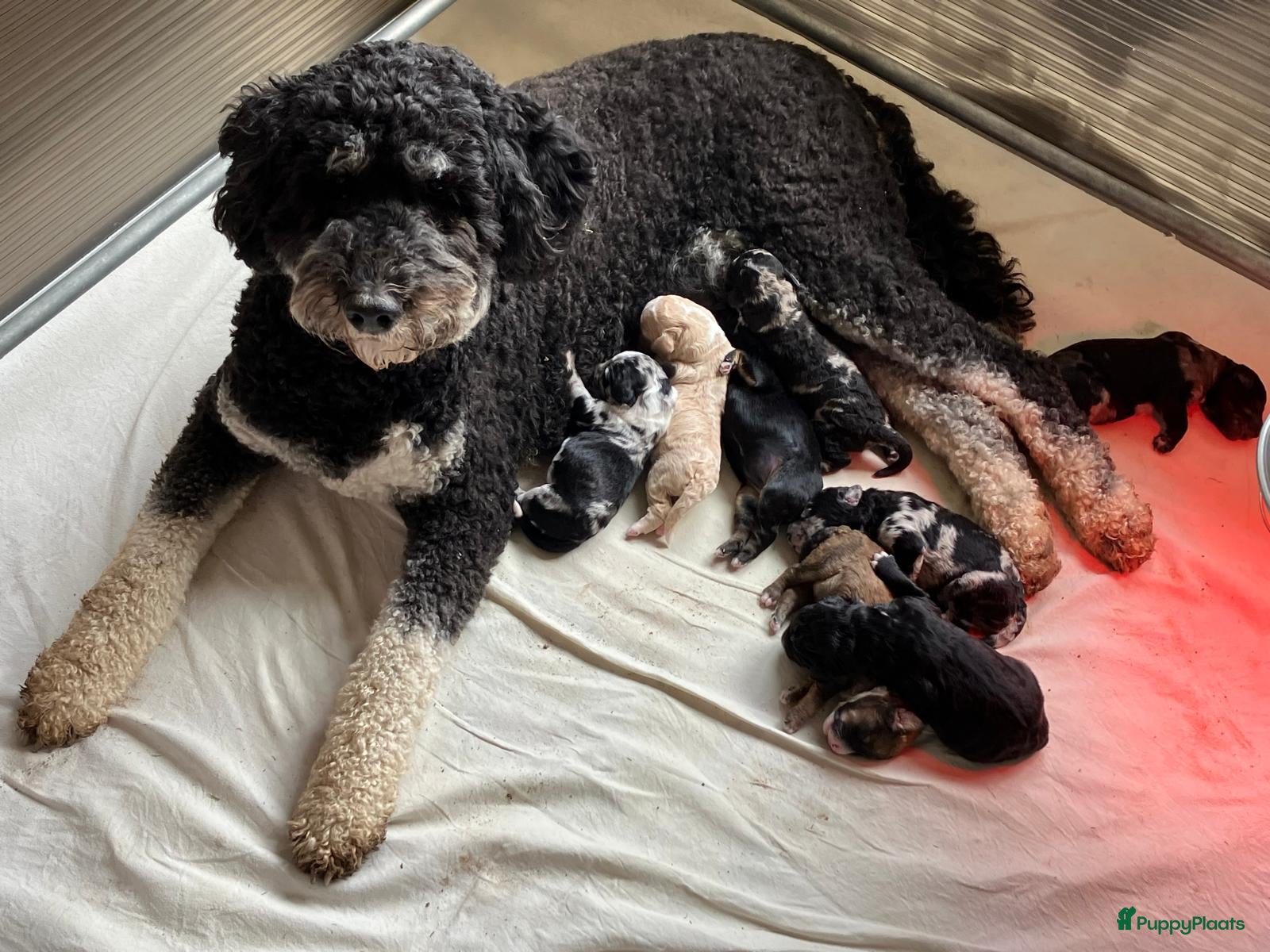 Bernedoodle honden unieke Bernedoodle pups - Advertentie 15