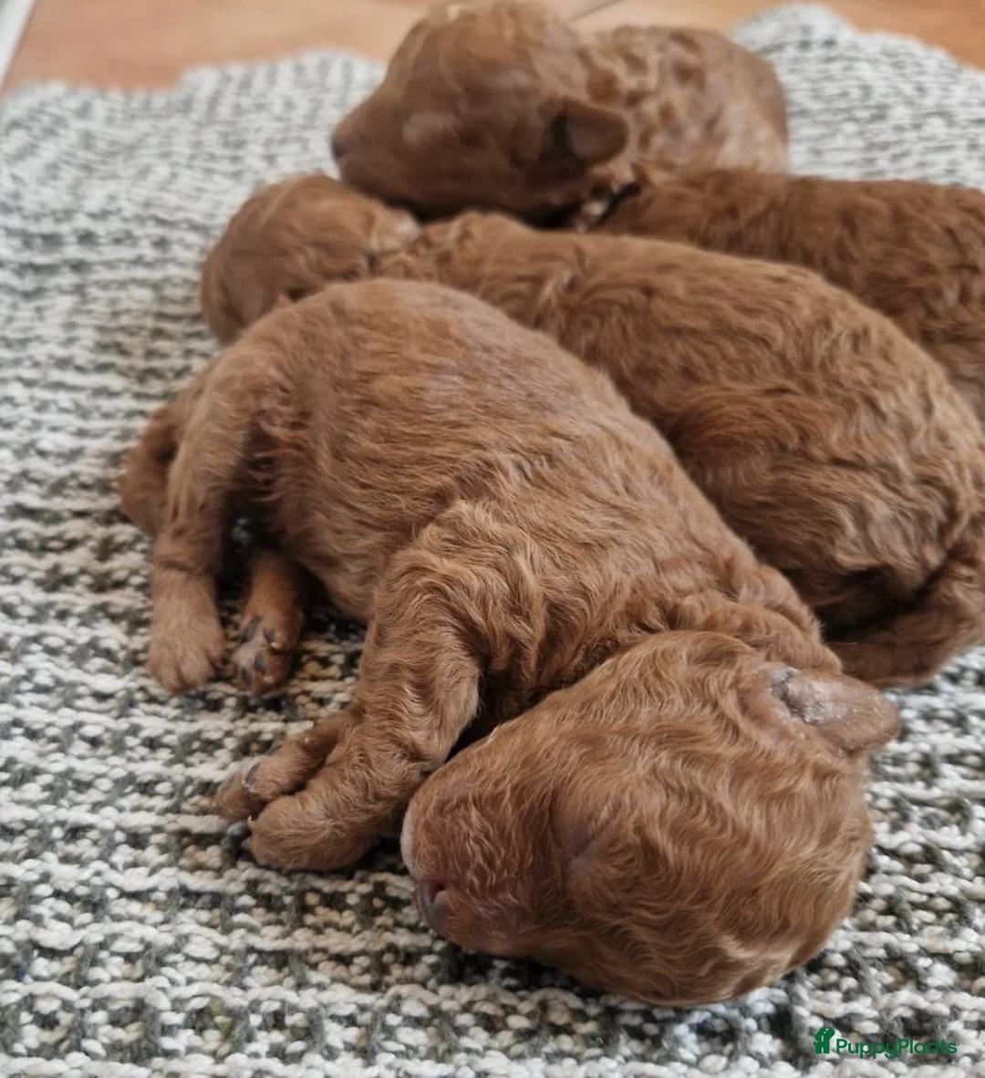 Poedel Toy honden te koop: Toy poedel pups geboren - Advertentie 5