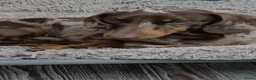 Teckel (korthaar)  honden te koop: Teckel puppy's in Maastricht - Advertentie 3