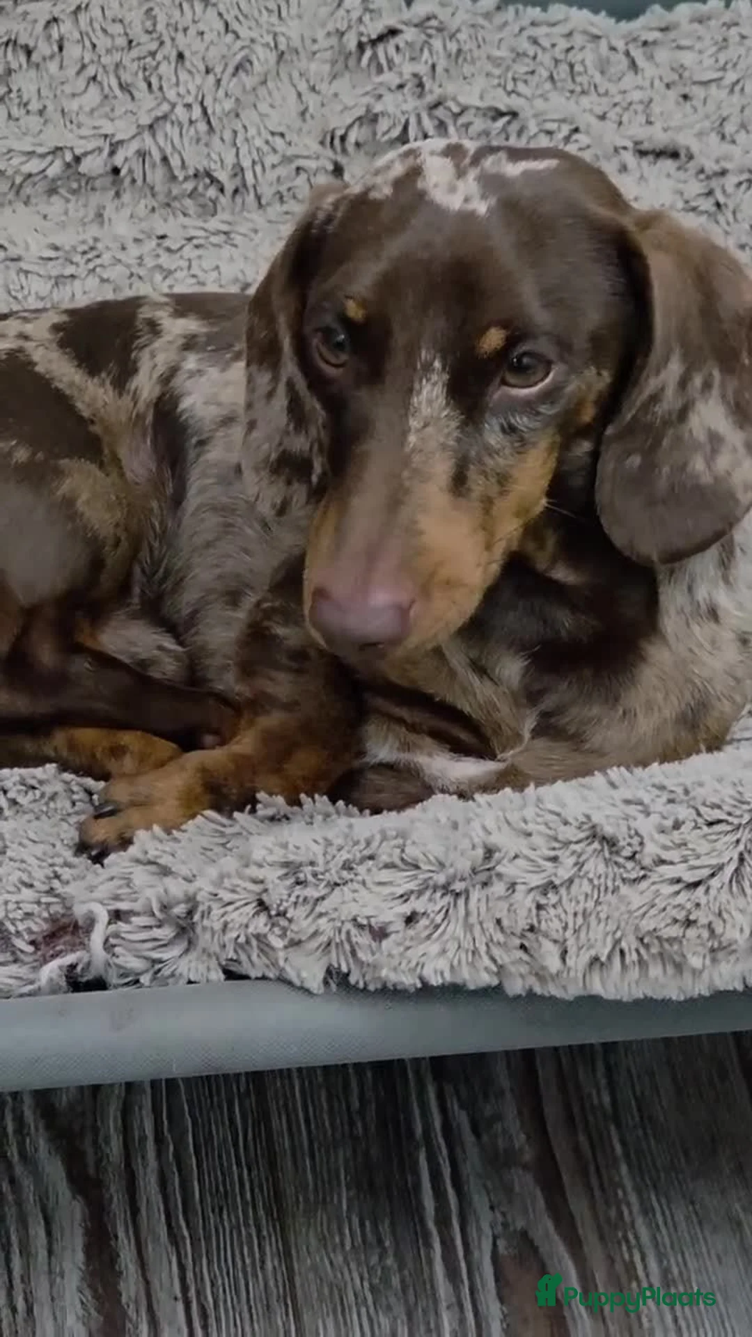 Teckel (korthaar)  honden te koop: Teckel puppy's in Maastricht - Advertentie 3