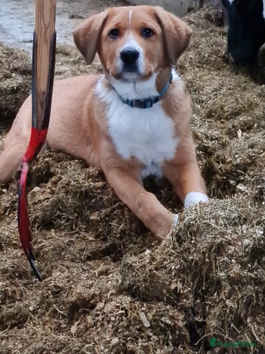 Galerij afbeelding {{count}}