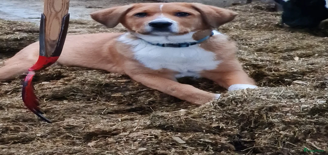 Galerij afbeelding {{count}}