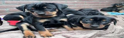 Kruising honden te koop: Carlin Pinscher Pups - Advertentie 12