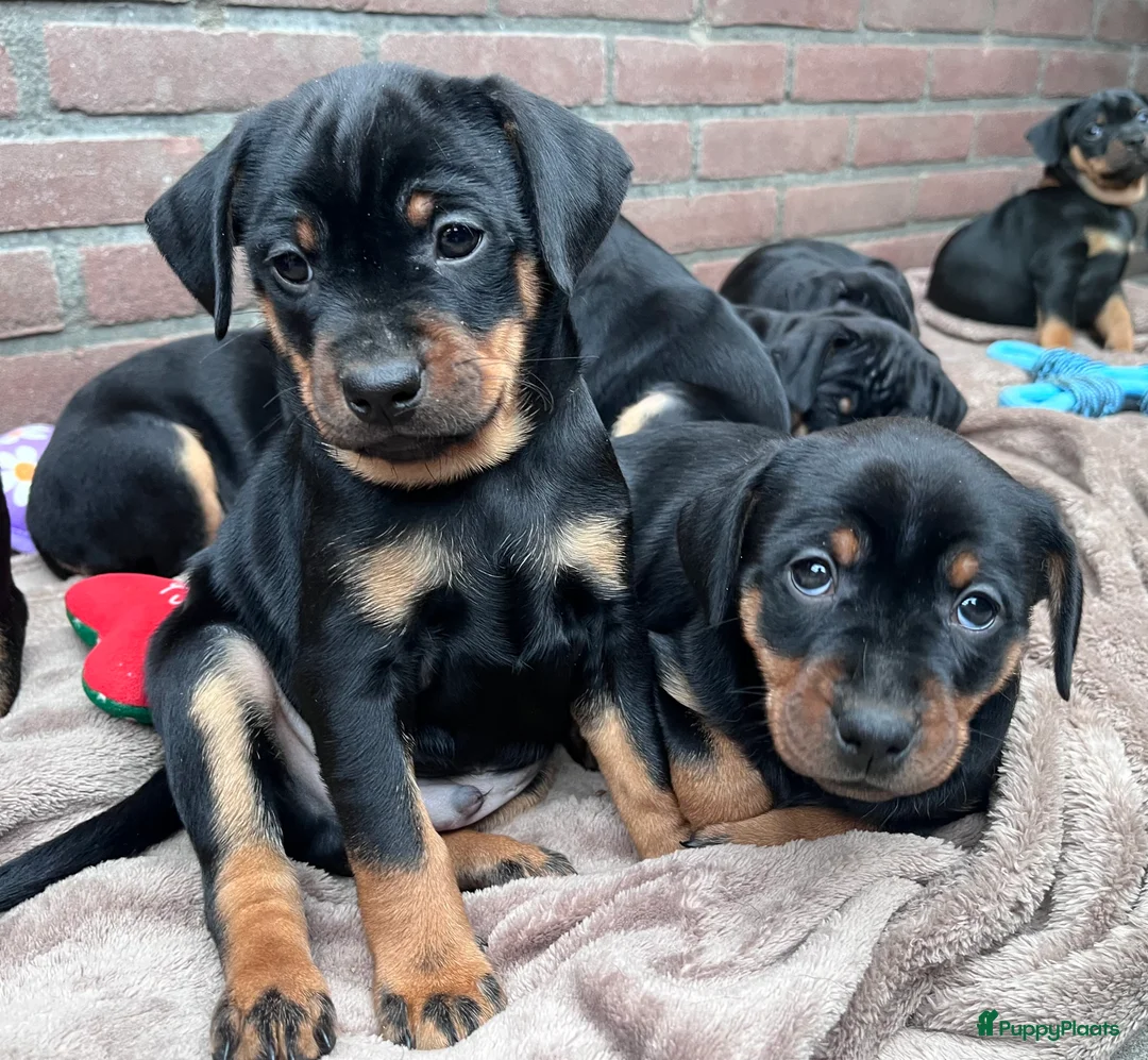 Kruising honden te koop: Carlin Pinscher Pups - Advertentie 12