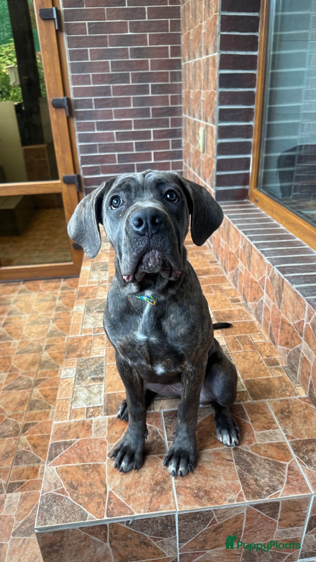 Cane Corso honden te koop: Trained Cane Corso puppies - Advertentie 2