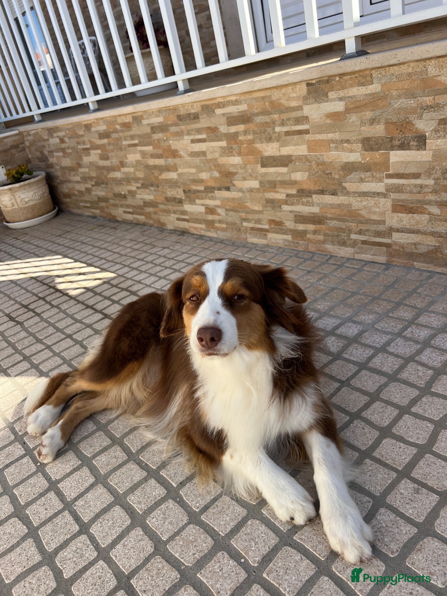 Australian Shepherd honden te koop: Australische Herder Teef met Stamboom - Advertentie 10