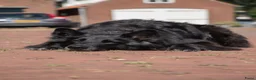 Kruising honden te koop: Nestaankondiging zwitserse witte herder outcross  - Advertentie 5