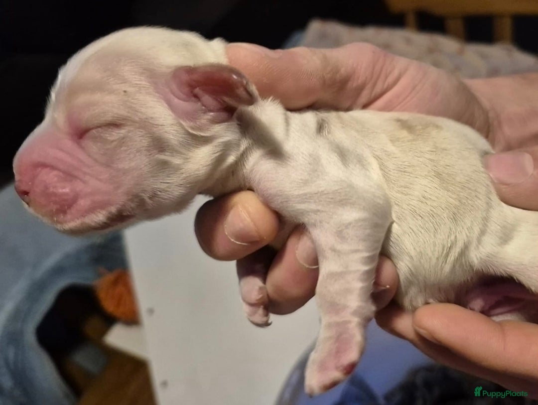 Engelse Cocker Spaniel honden te koop: Pas geboren pups Engelse Cocker Spaniel  - Advertentie 6