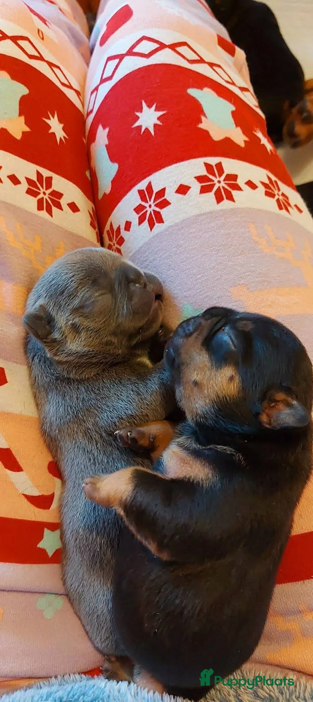 Franse Bulldog honden te koop: Prachtige Franse Bulldog pups met stamboom - Advertentie 12