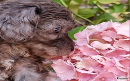 Australian Labradoodle honden te koop: Australian labradoodle Backcross micro/mini - Afbeelding 31