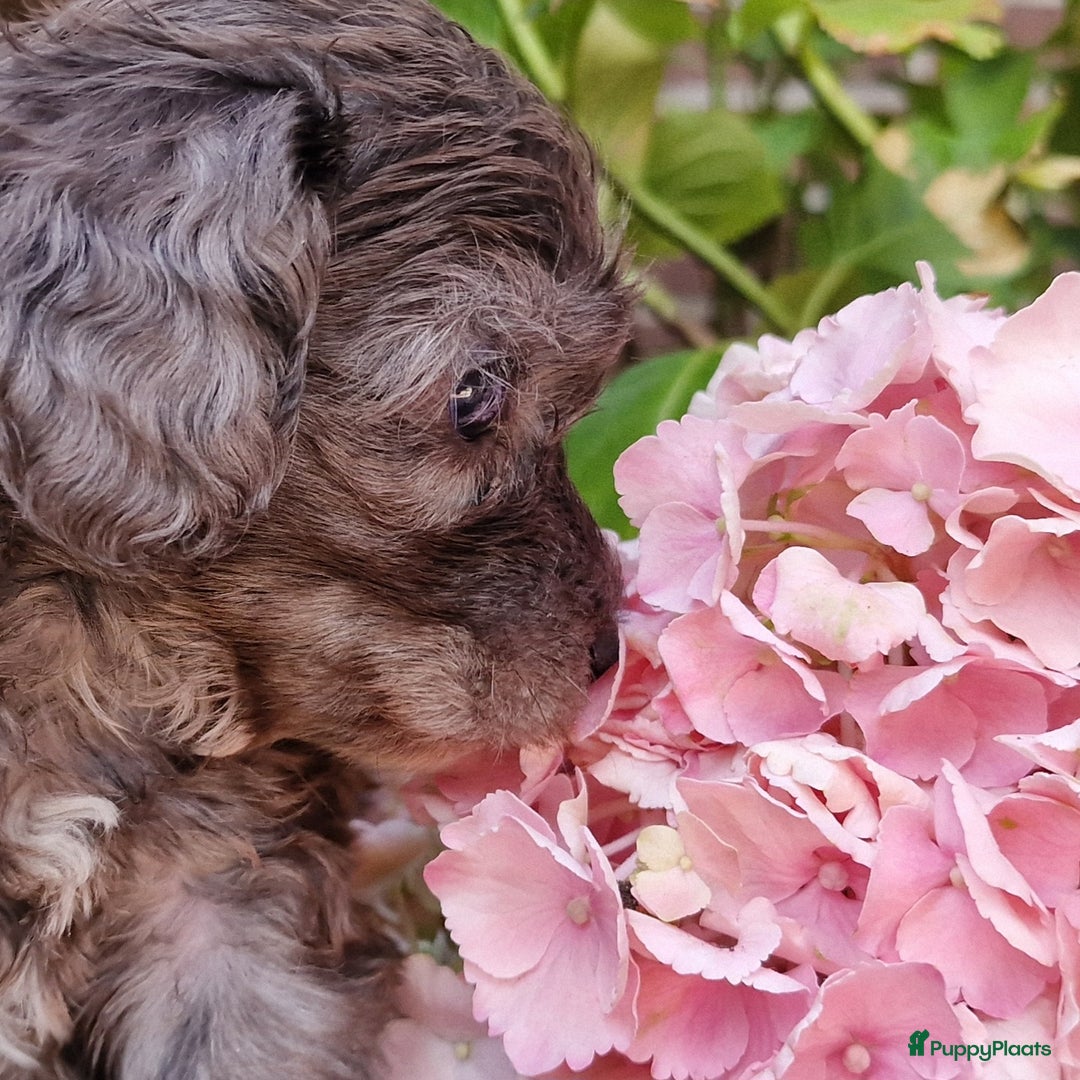 Australian Labradoodle honden te koop: Australian labradoodle Backcross micro/mini - Afbeelding 31