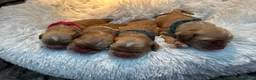 Amerikaanse Cocker Spaniel honden te koop: Nest Amerikaanse Cocker Spaniël - Advertentie 2