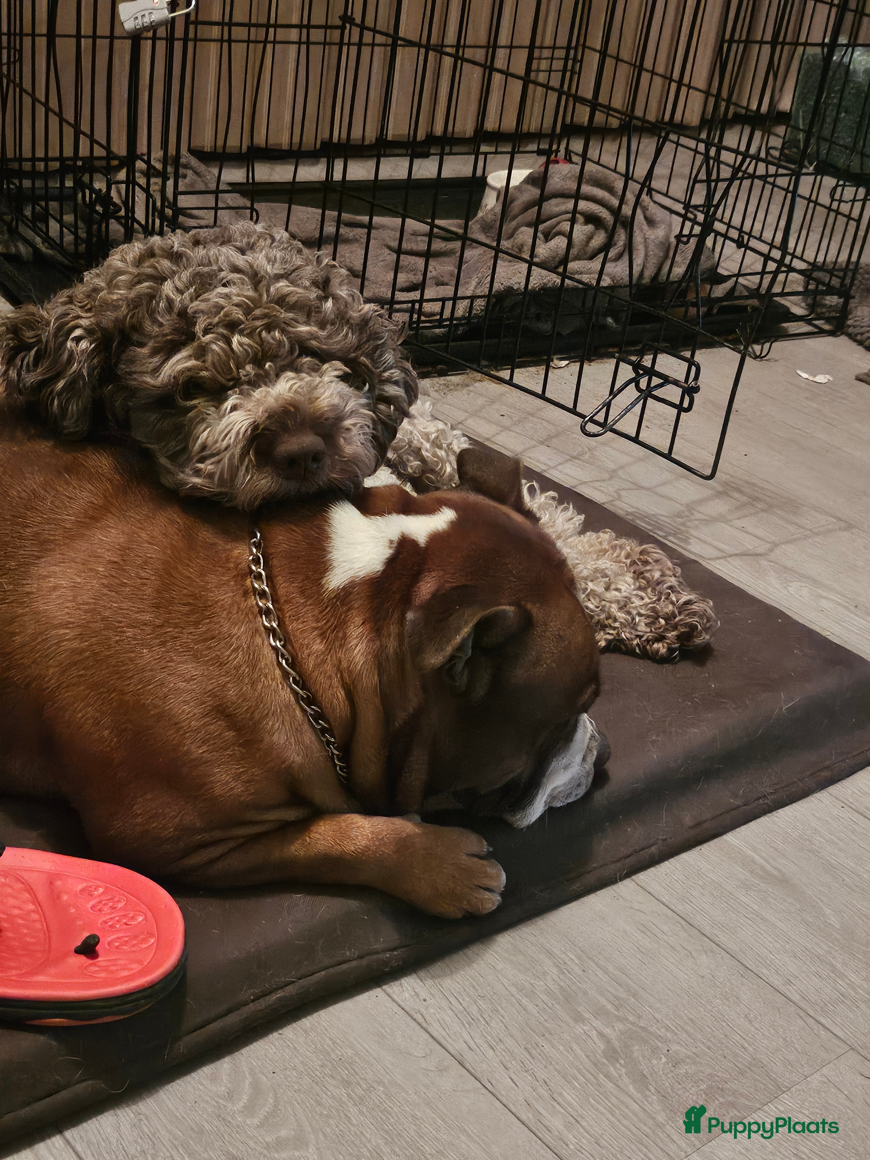 Kruising honden Eenmalig  engelse staff en lagotto romagnolo mix  - Advertentie 10