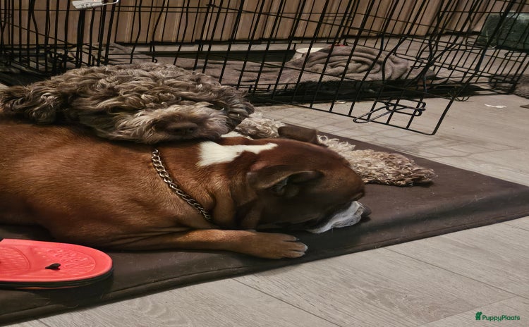 Kruising honden - Advertentie 1