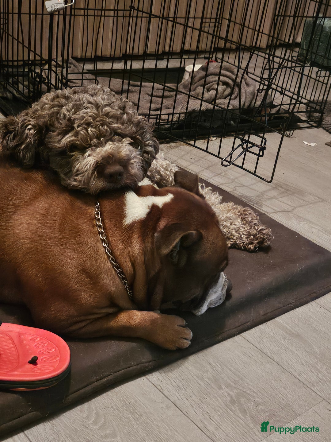 Kruising honden te koop: Eenmalig  engelse staff en lagotto romagnolo mix  - Advertentie 1