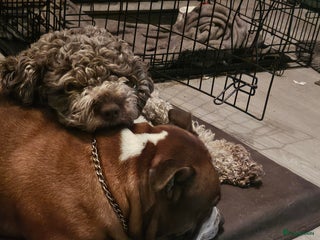 Kruising honden Eenmalig engelse staff en lagotto romagnolo mix - Advertentie 2